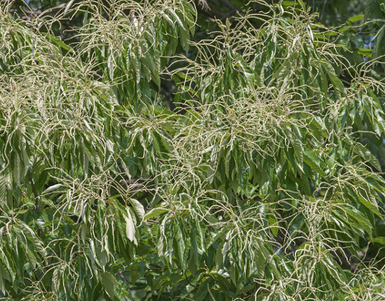 american chestnut tree