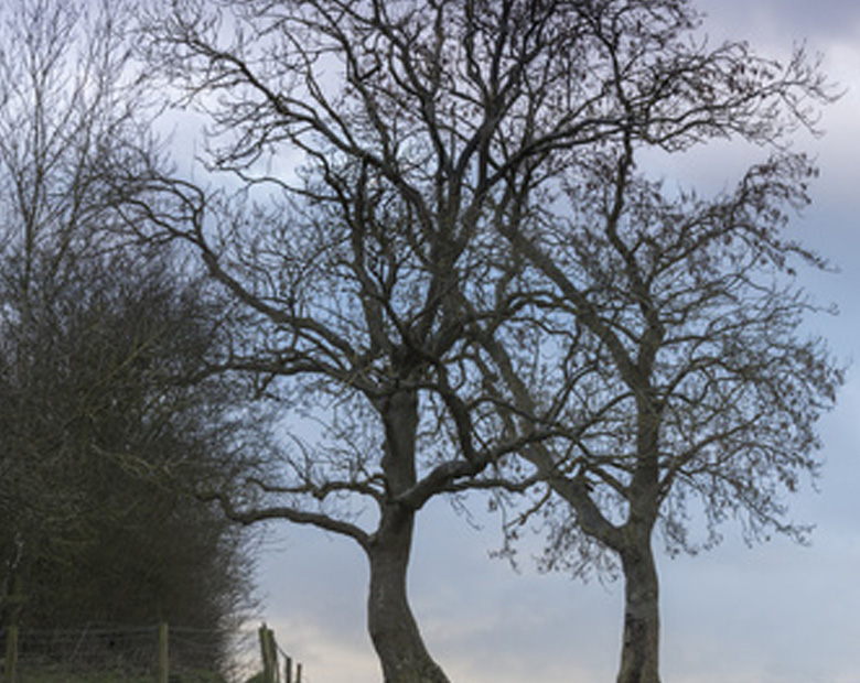 ash trees