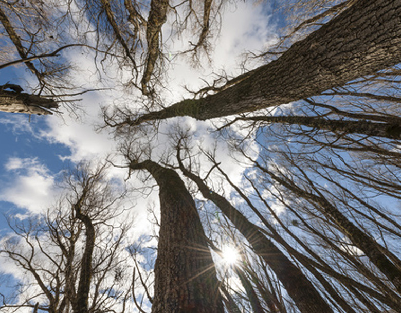 beech trees from below beech trees from below