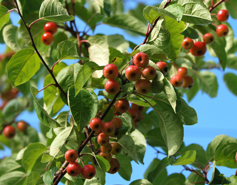 branch with crab apples