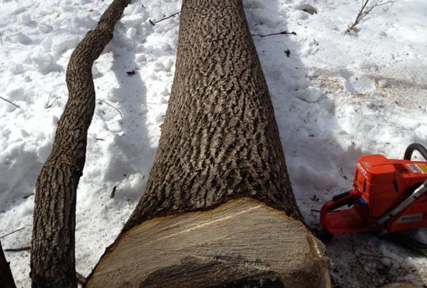 cut tree trunk cut tree trunk
