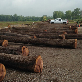 Harvested Trees