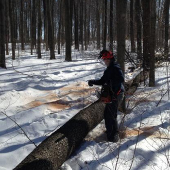 Man cutting down a large tree