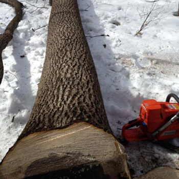 Tree being harvested in winter