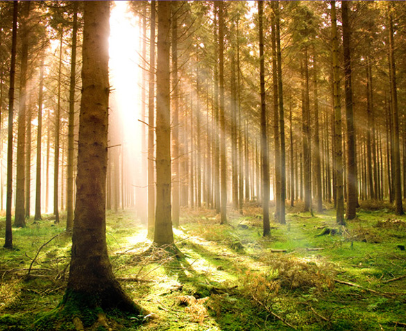 forest with sun shining through