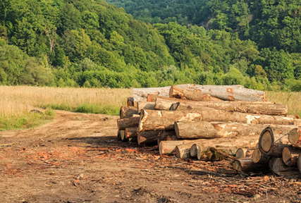 harvesting logs