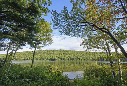 Michigan forest and lake