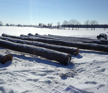 Cut Tree Tunks In Snow