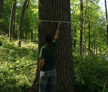 Measuring Tree