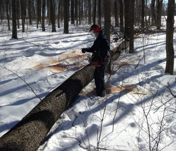 Man Working On Down Tree