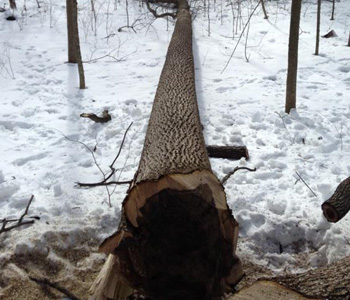 Cut Tree Trunk In Snow