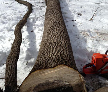 Close Up Of Cut Tree