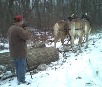 Horses Pulling Tree Trunk